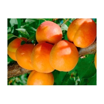 Abrikosas (Prunus) 'Severnyj Triumf'